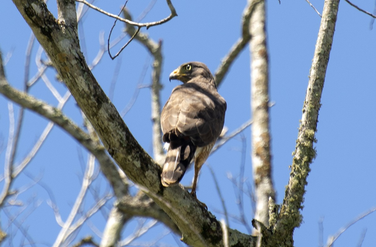 Roadside Hawk - ML639310311