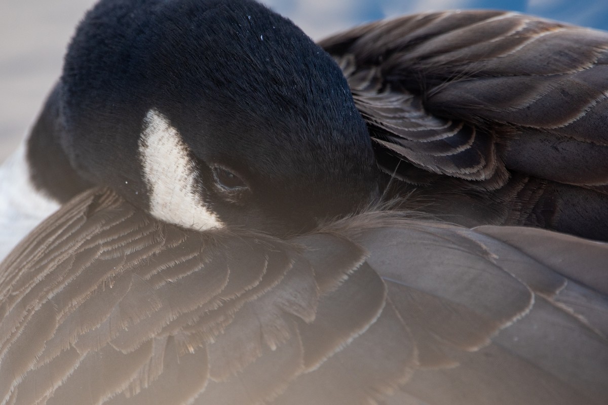 Branta kanadar handia - ML639310407