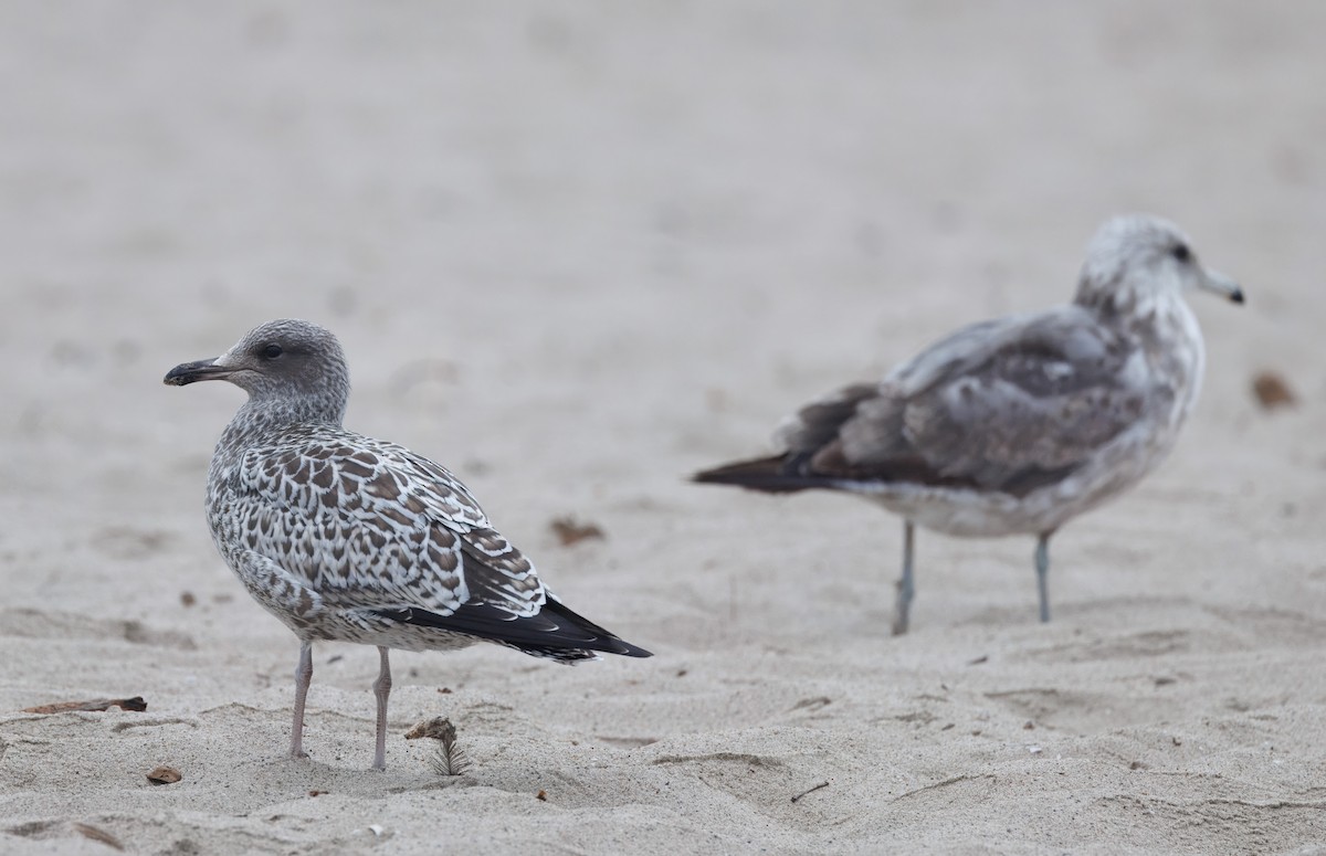 California Gull - John Callender