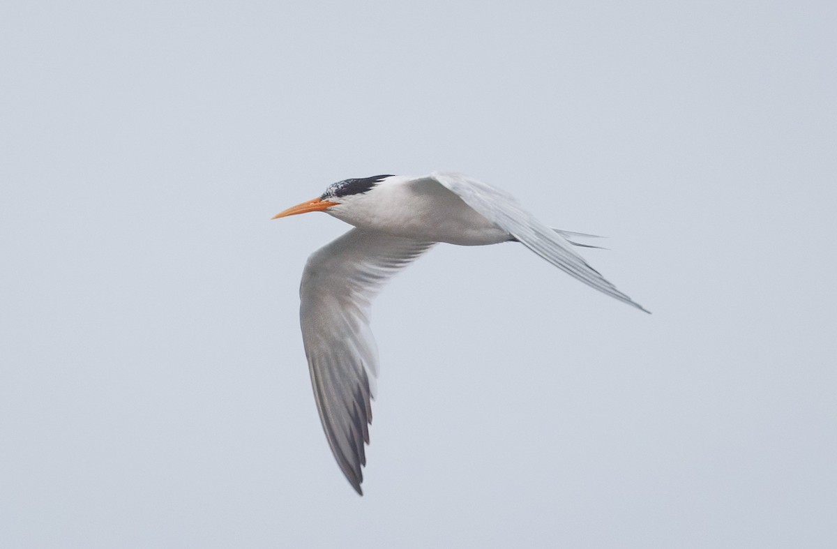 Elegant Tern - John Callender