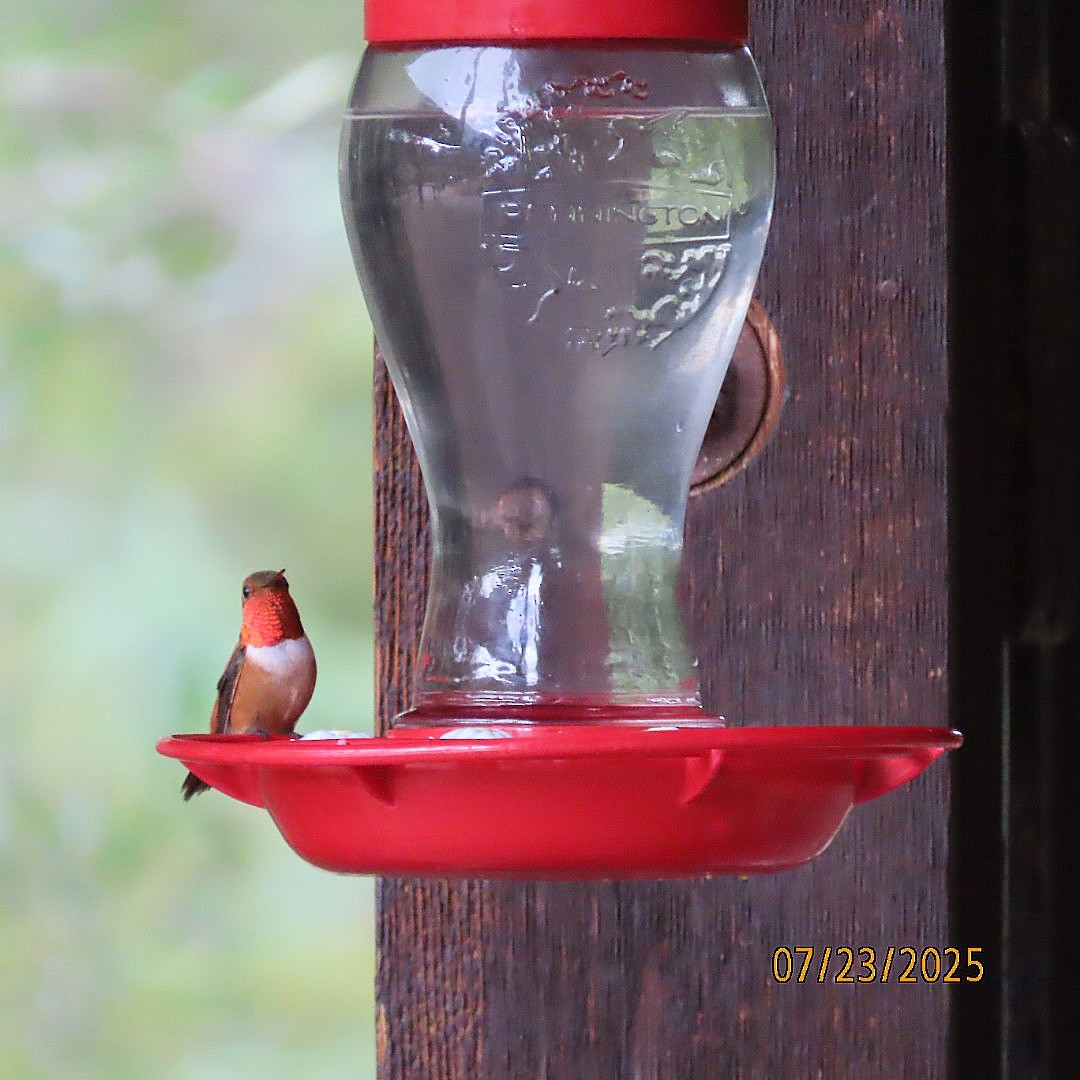 Colibrí Rufo - ML639310496