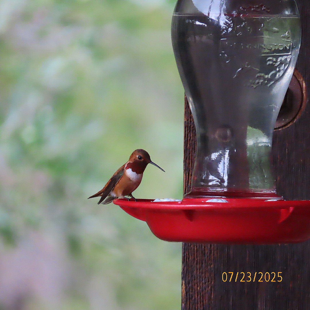 Colibrí Rufo - ML639310497