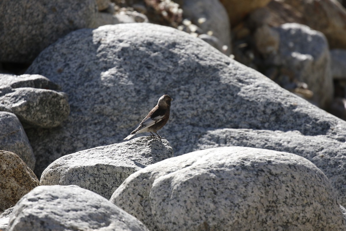 Asian Rosy-Finch - ML639310558