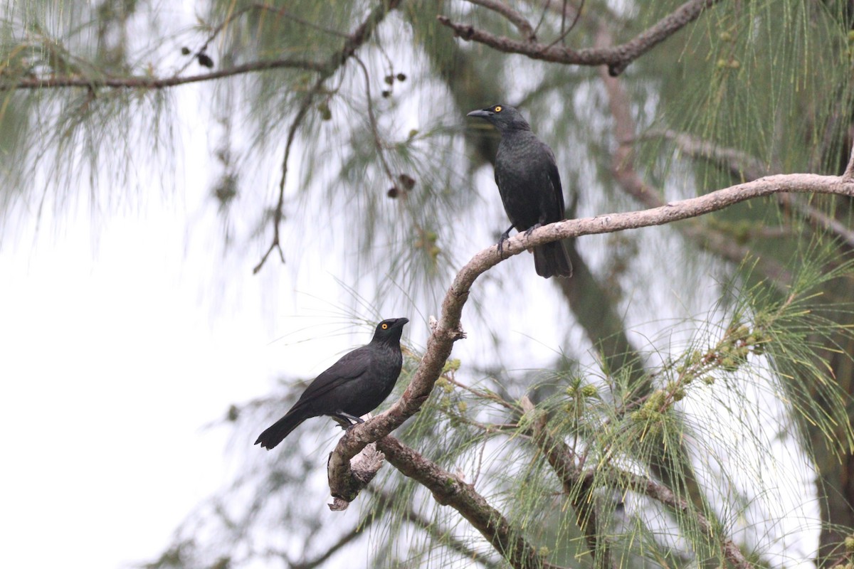 Micronesian Starling - ML639310590