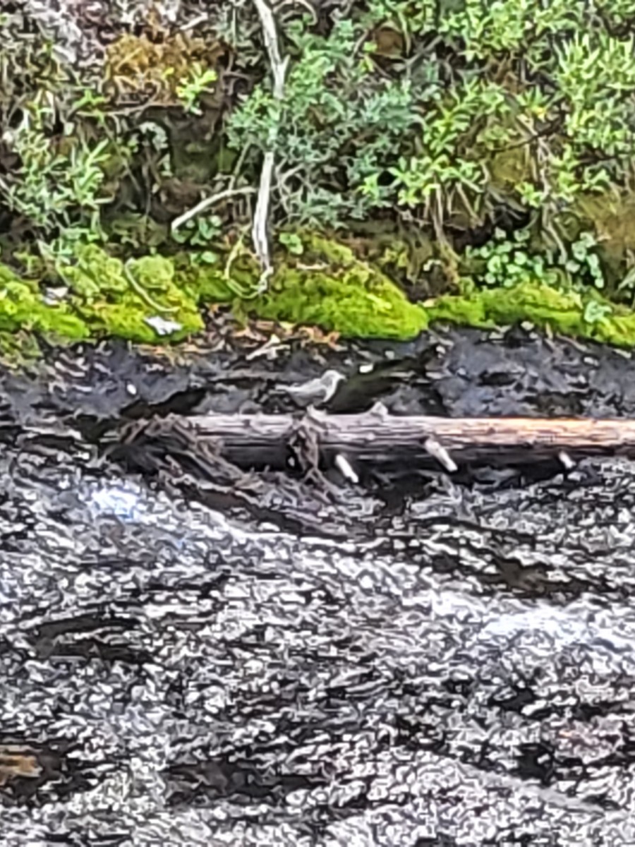 American Dipper - ML639310596