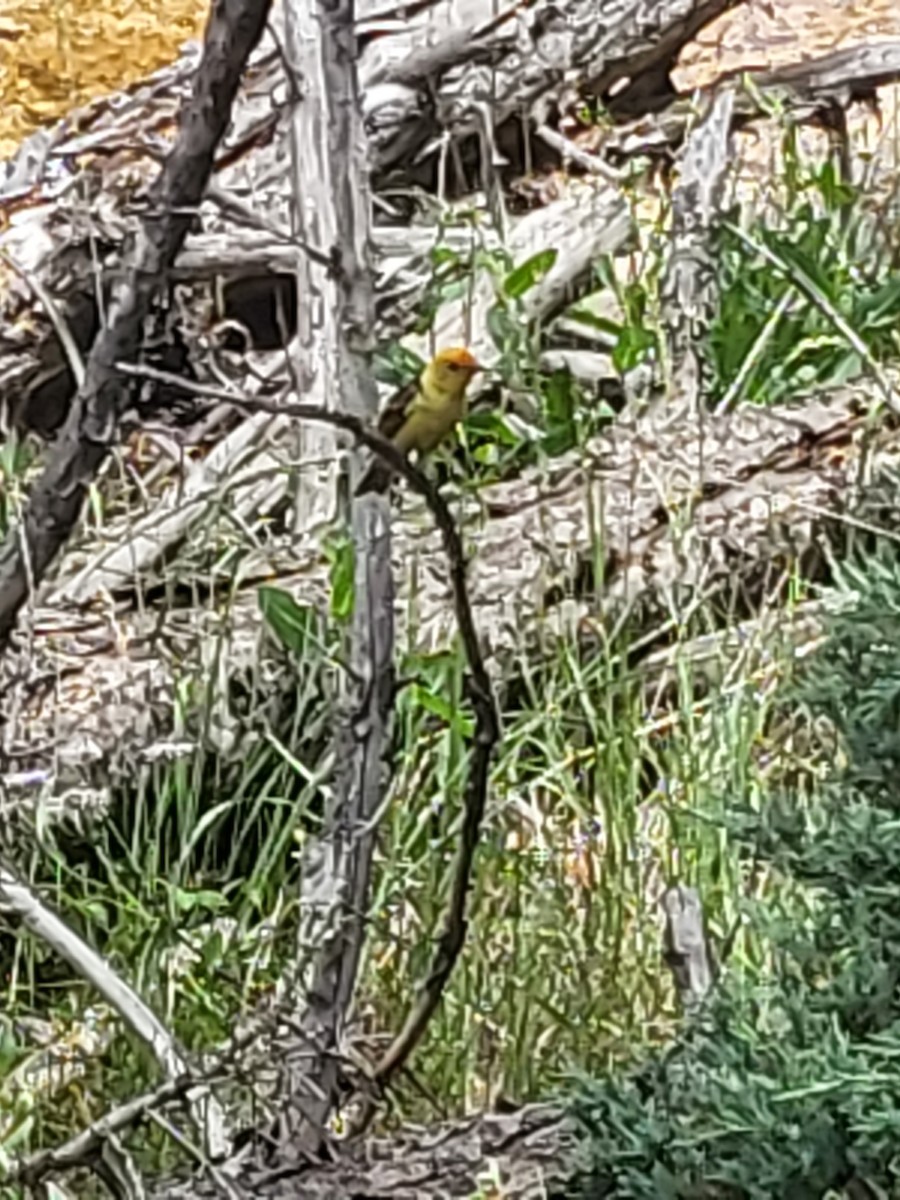 Western Tanager - ML639310606