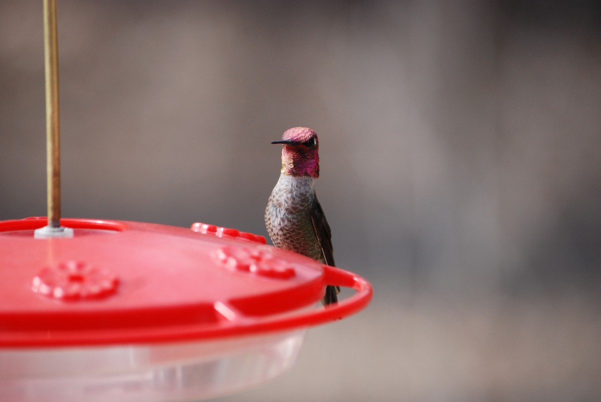 Anna's Hummingbird - ML639310644