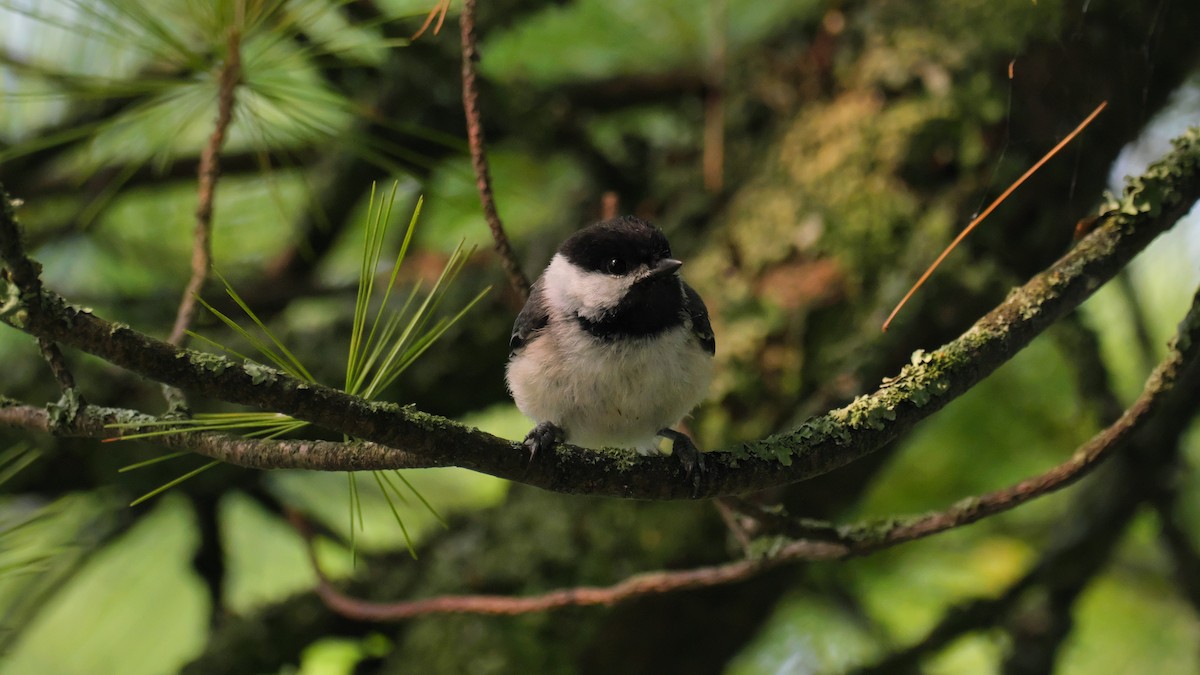 Black-capped Chickadee - ML639310646