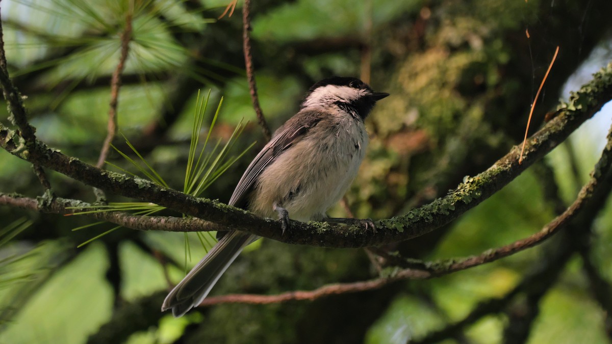 Black-capped Chickadee - ML639310647