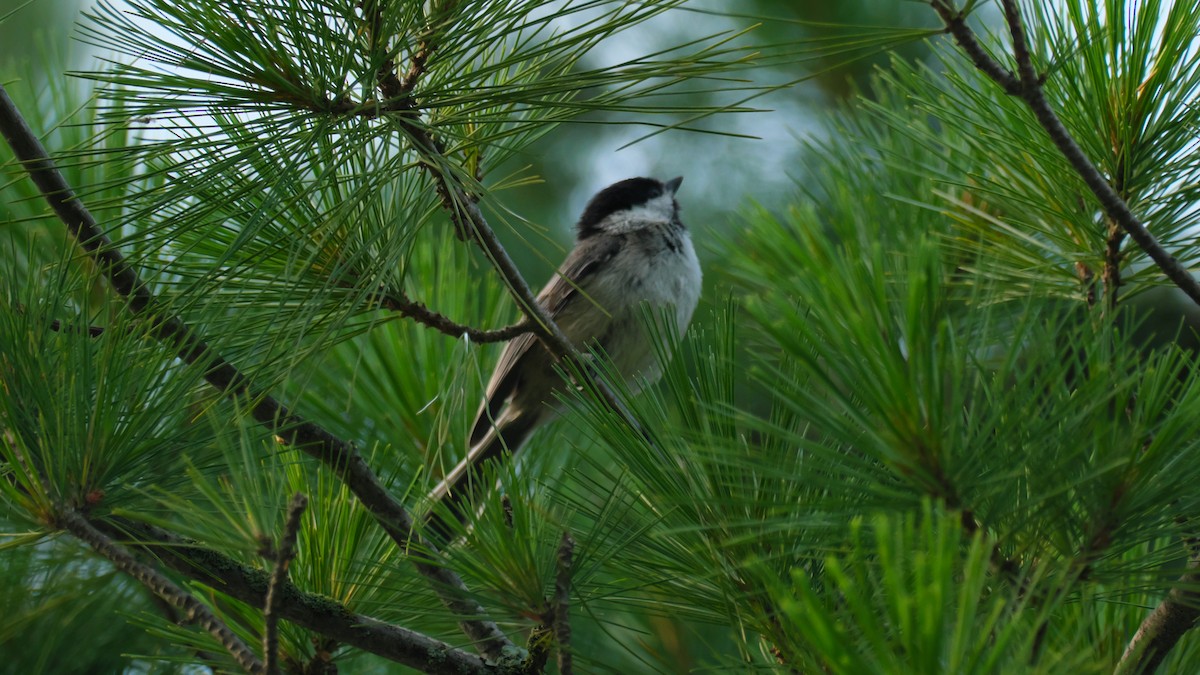 Black-capped Chickadee - ML639310648