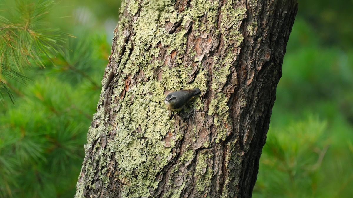 Red-breasted Nuthatch - ML639310649