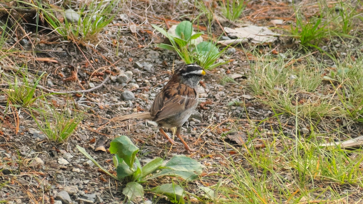 White-throated Sparrow - ML639310651