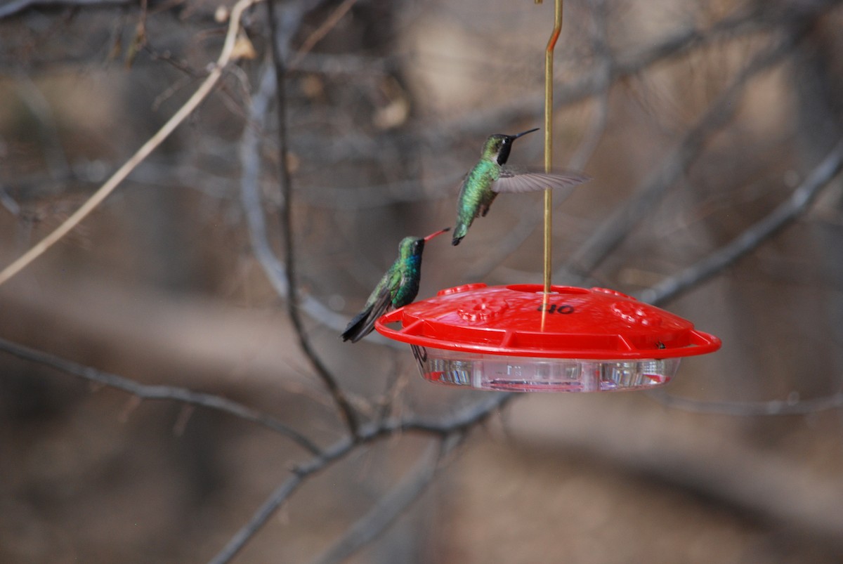 Costa's Hummingbird - ML639310668