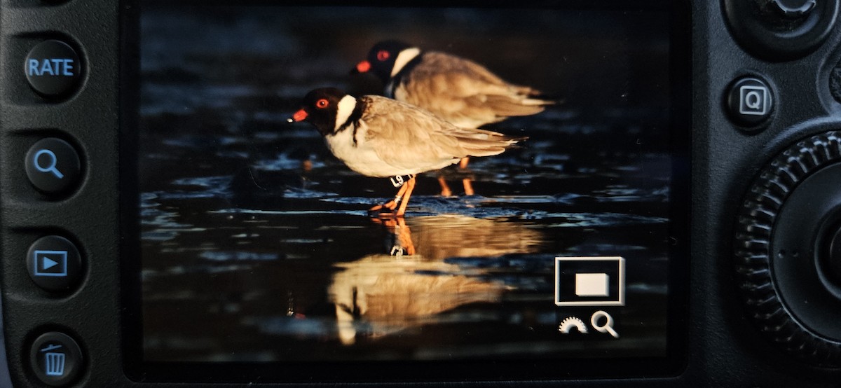 Hooded Plover - ML639310727