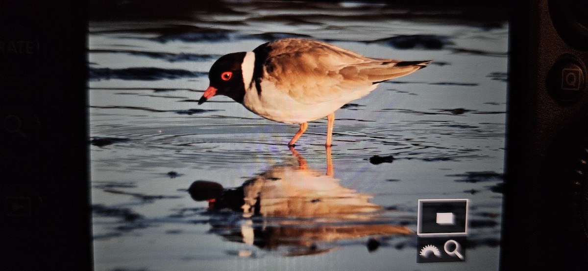 Hooded Plover - ML639310728