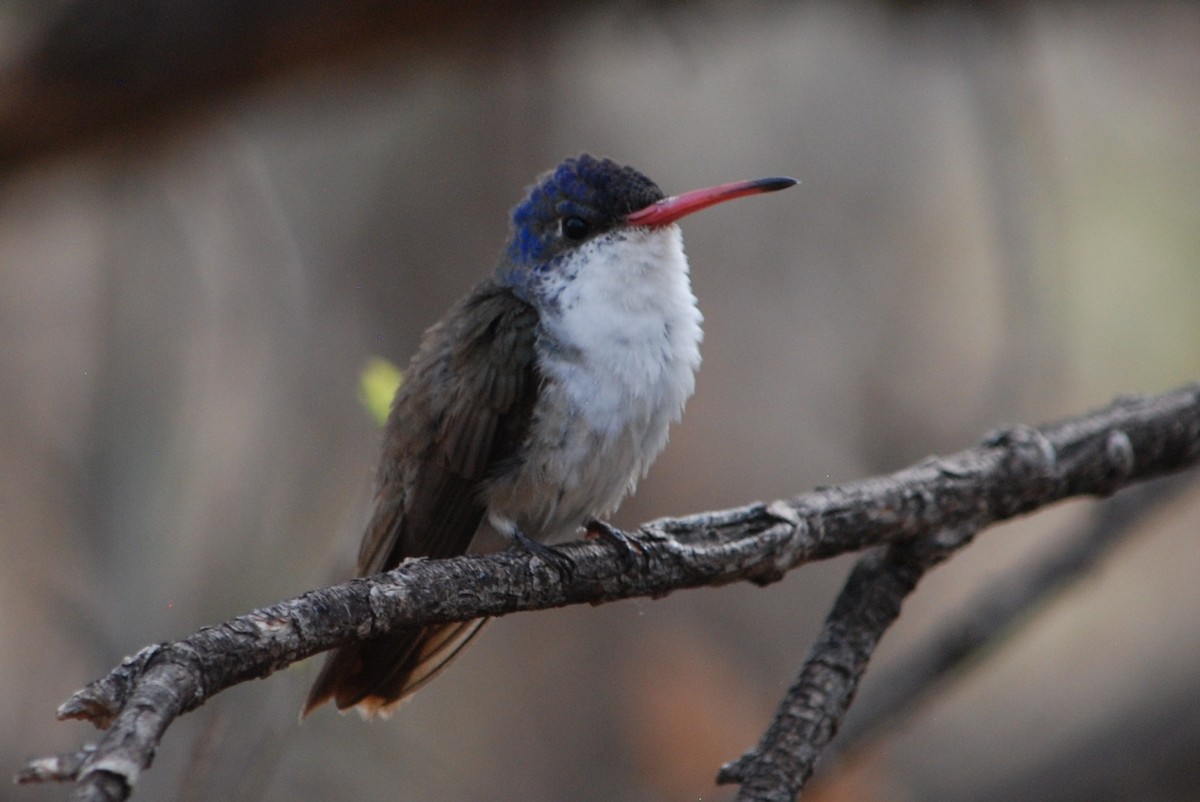 Violet-crowned Hummingbird - ML639310731