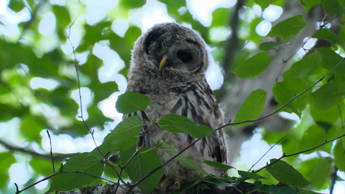 Barred Owl - ML639310746