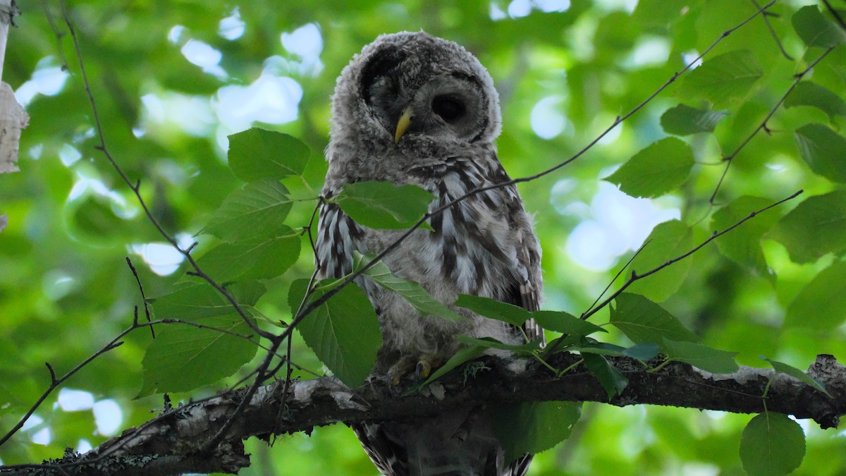 Barred Owl - ML639310747
