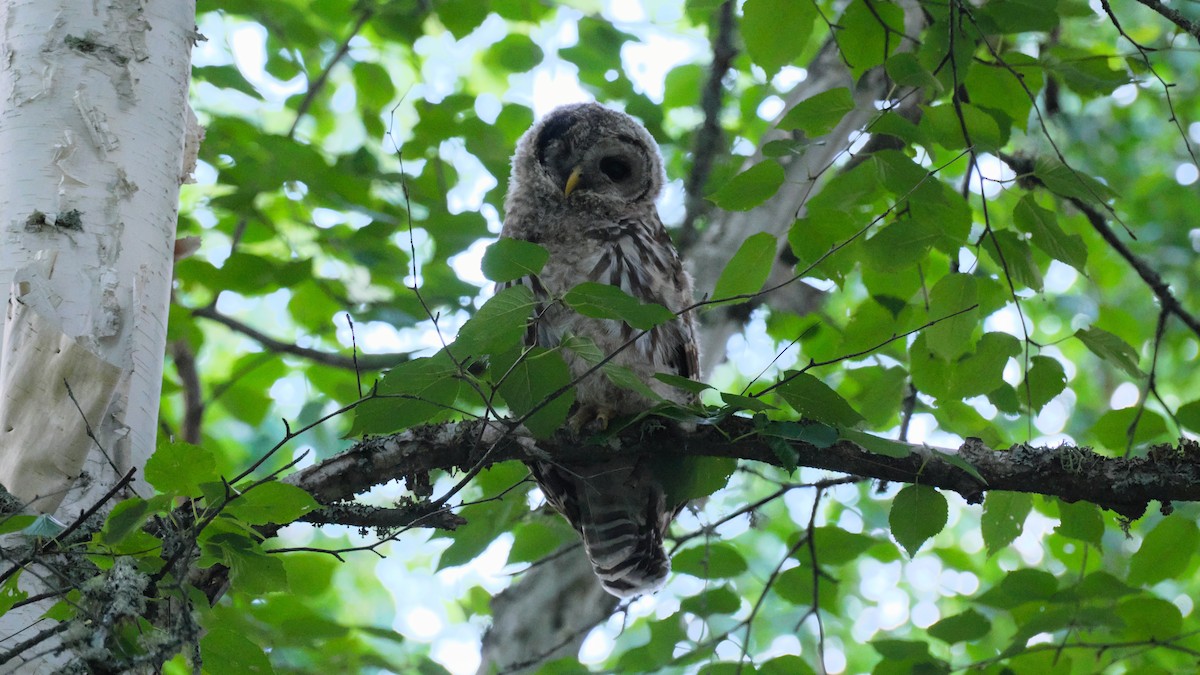 Barred Owl - ML639310748