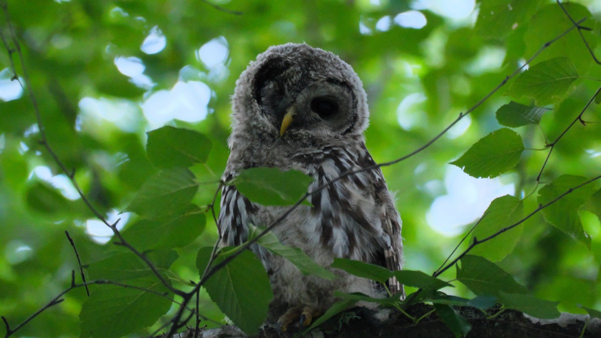 Barred Owl - ML639310749