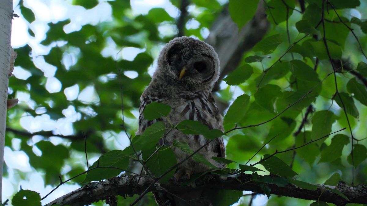 Barred Owl - ML639310750