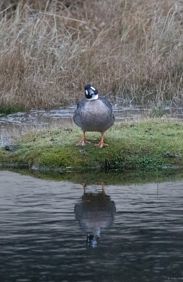 Spectacled Duck - ML639310753