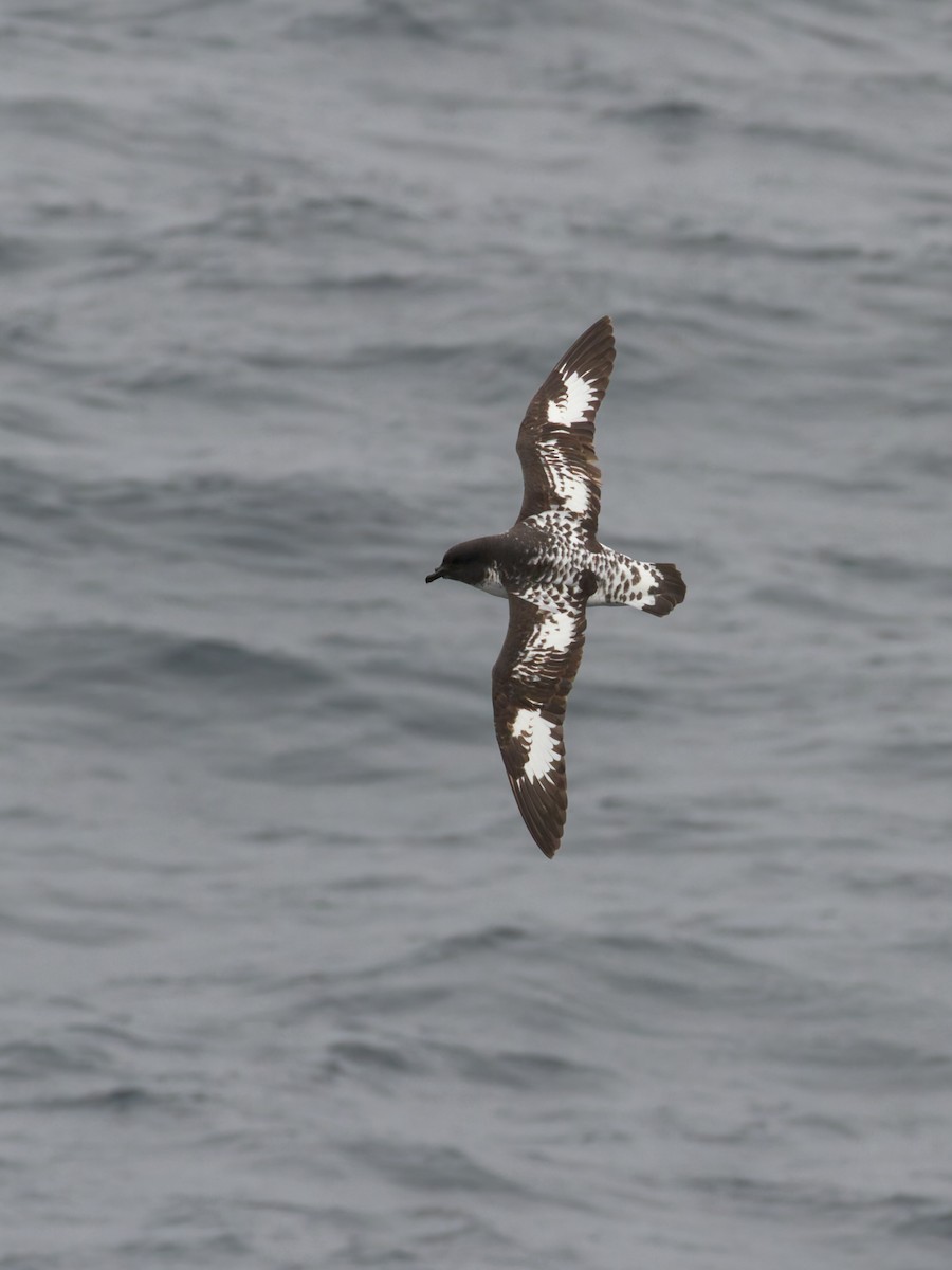 Damier du Cap - ML639310754