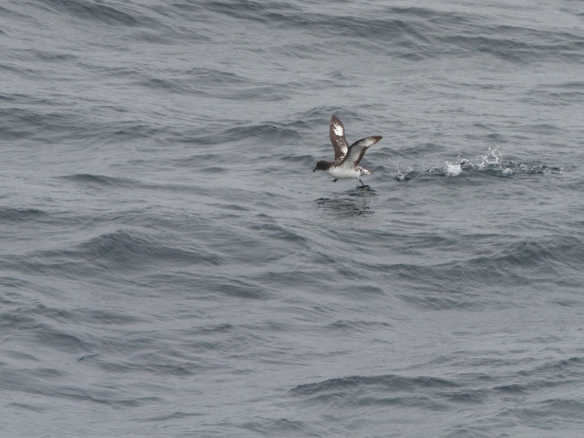 Damier du Cap - ML639310755