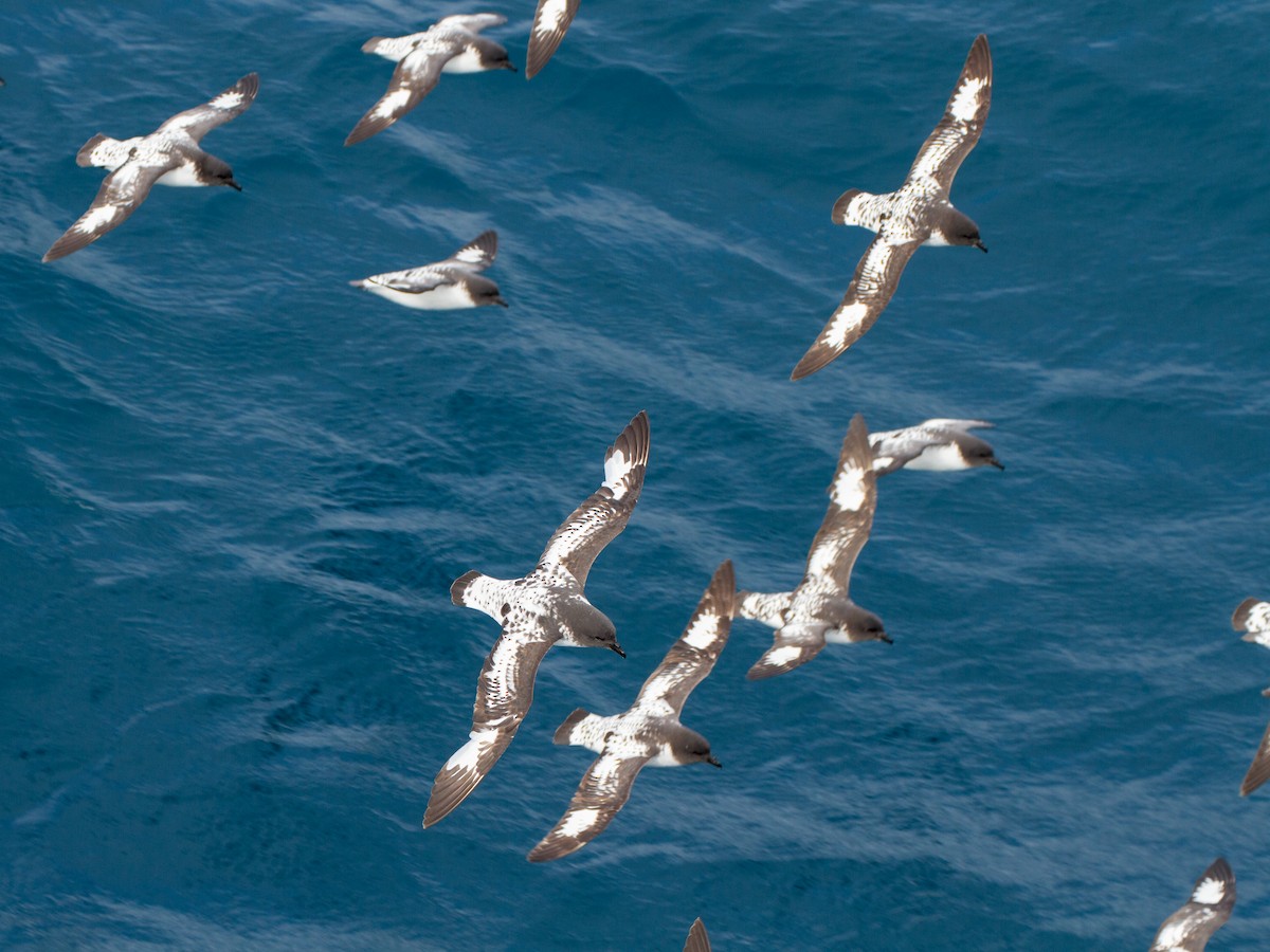 Damier du Cap - ML639310779