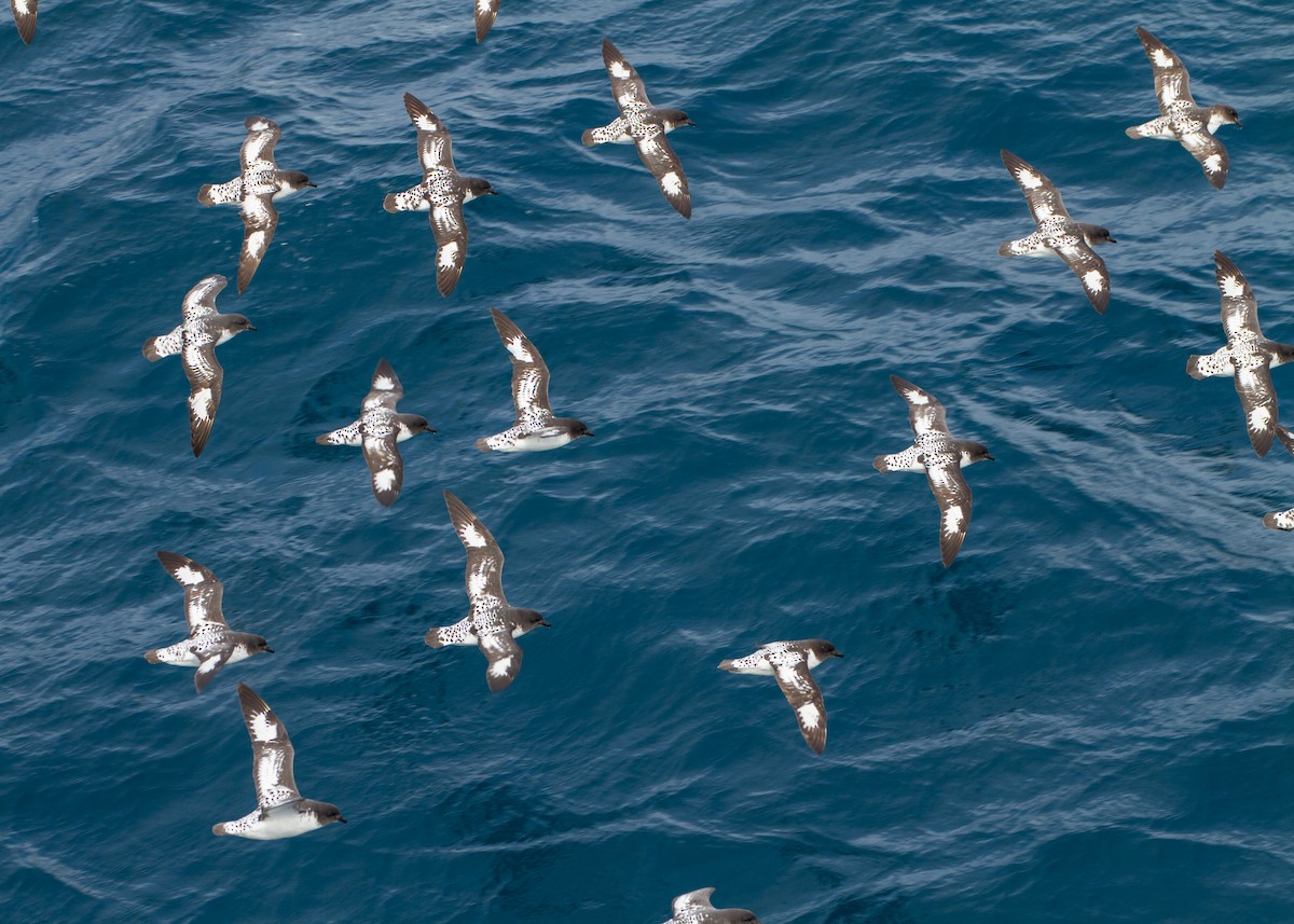 Damier du Cap - ML639310780