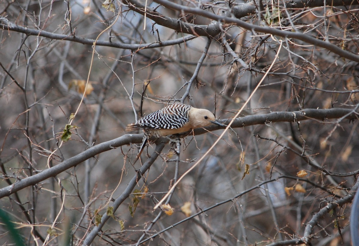 Gila Woodpecker - ML639310788