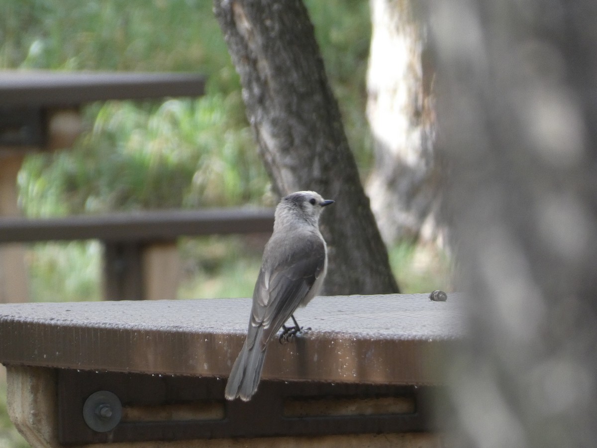カナダカケス - ML639310791