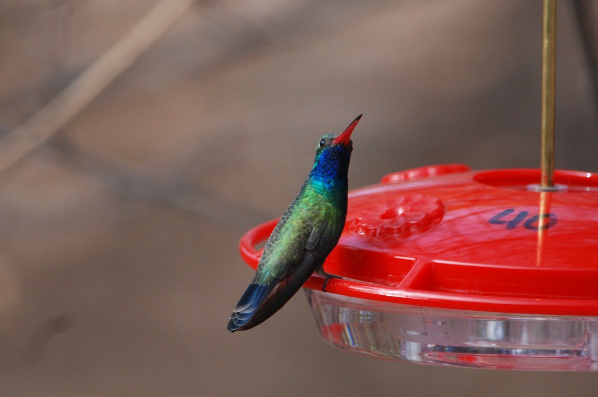 Broad-billed Hummingbird - ML639310862