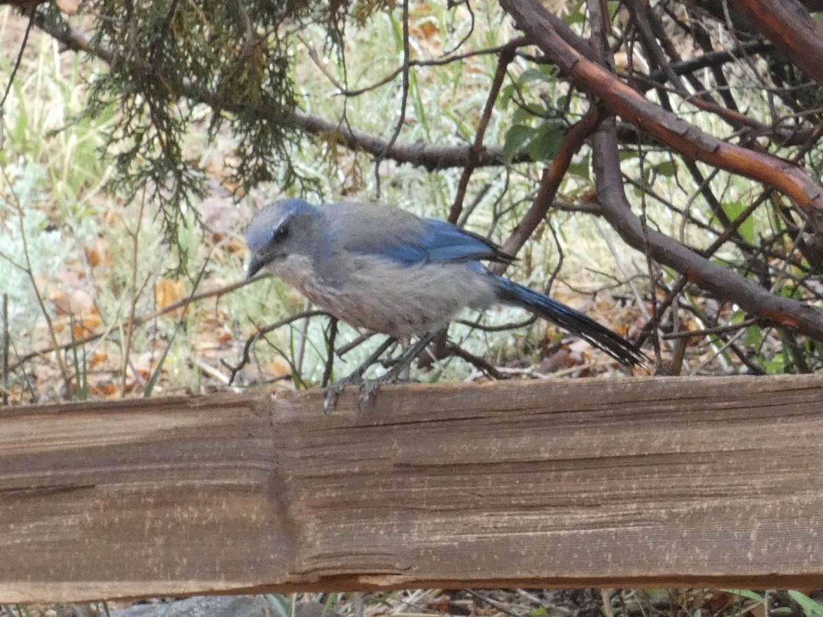 Woodhouse's Scrub-Jay - ML639310878