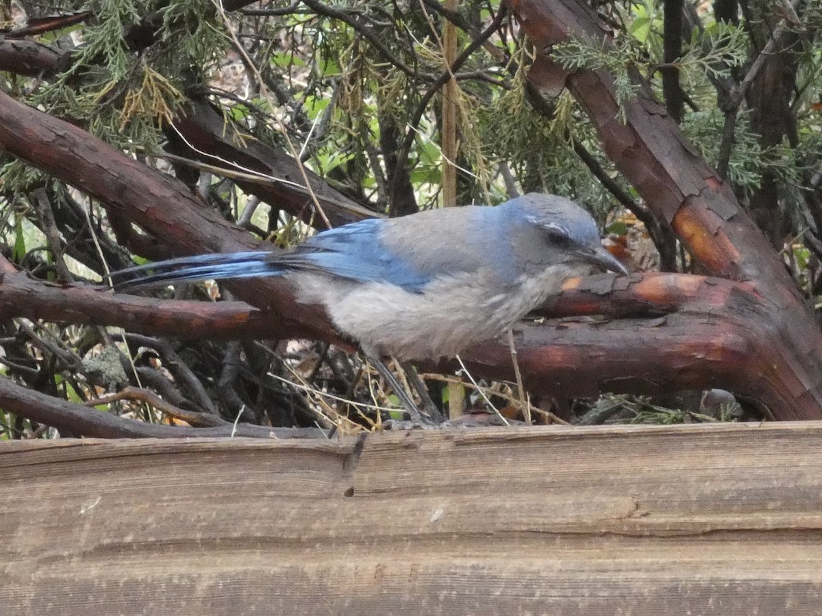 Woodhouse's Scrub-Jay - ML639310905