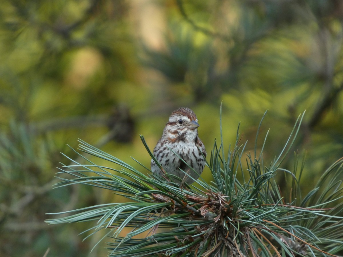 Song Sparrow - ML639311061