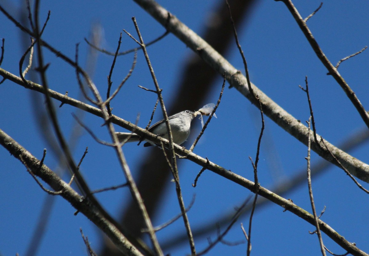 Blue-gray Gnatcatcher - ML639311094