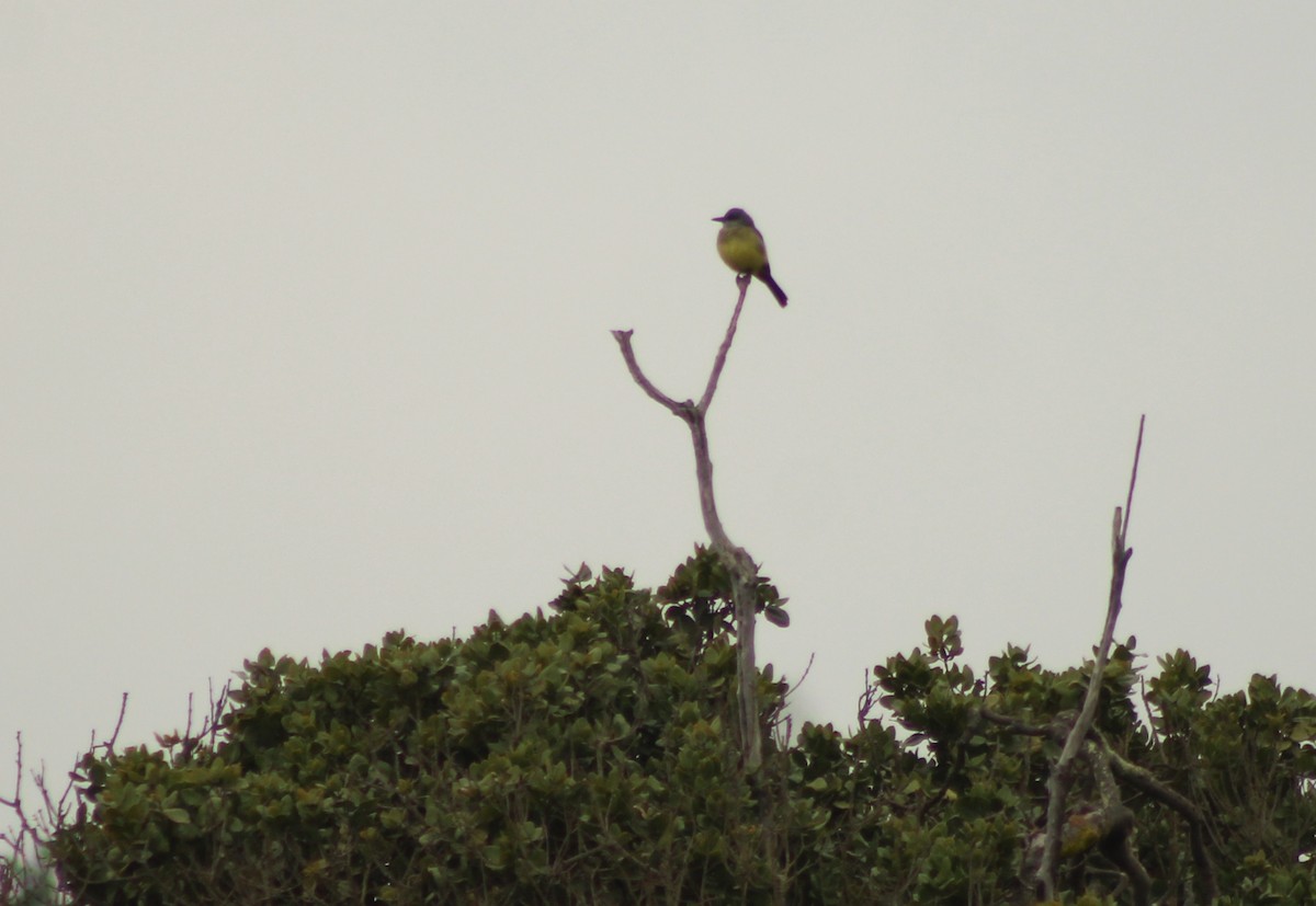 Tropical Kingbird - ML639311139