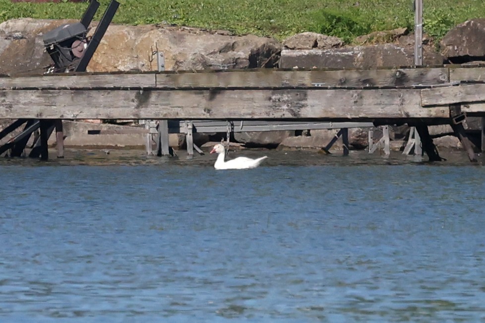 Snow Goose - ML639311172
