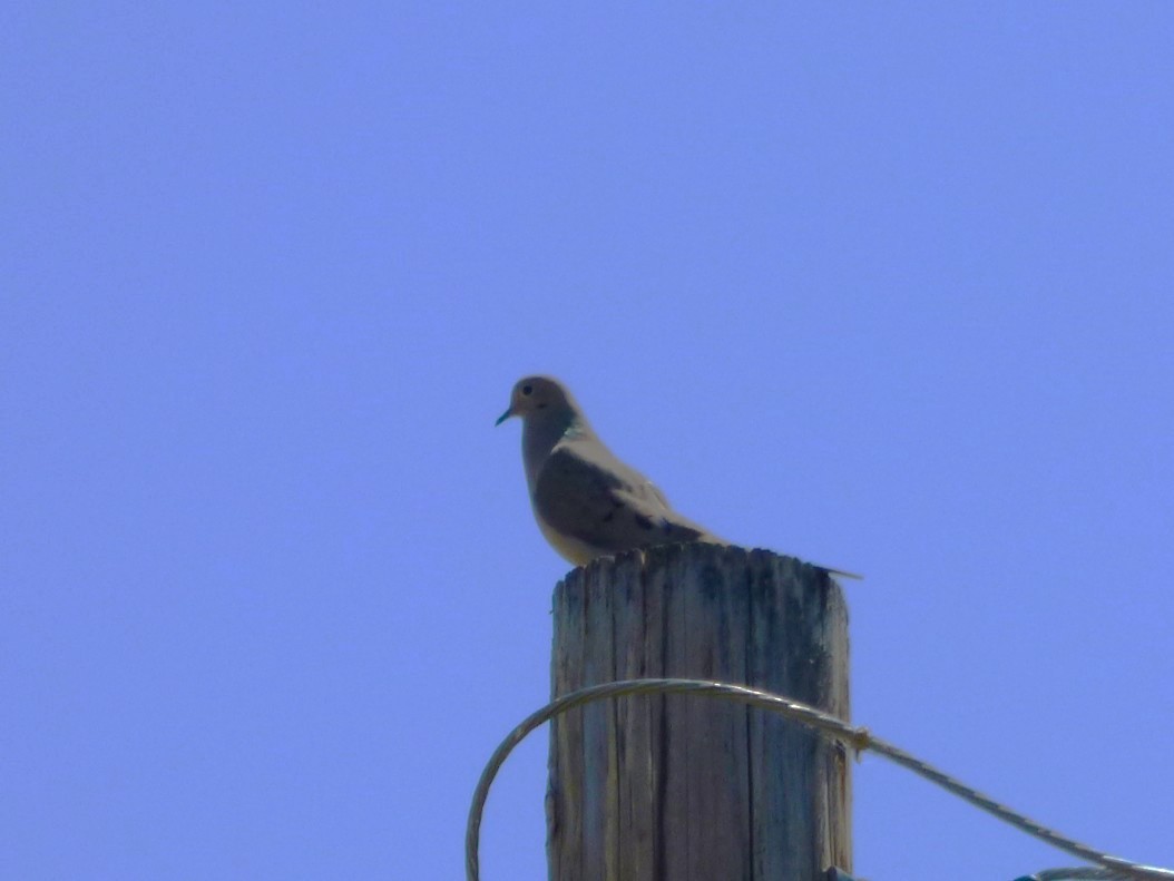 Mourning Dove - ML639311173