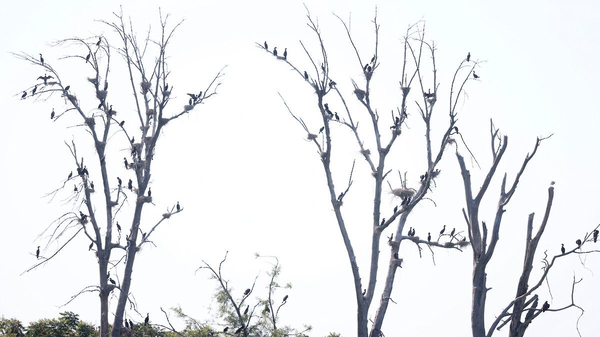 Double-crested Cormorant - ML639311181