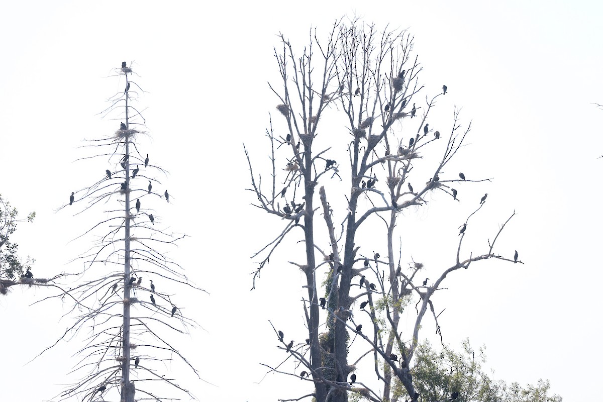 Double-crested Cormorant - ML639311182