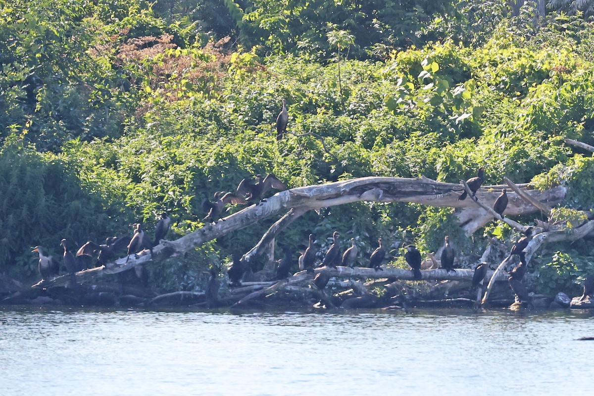 Double-crested Cormorant - ML639311183