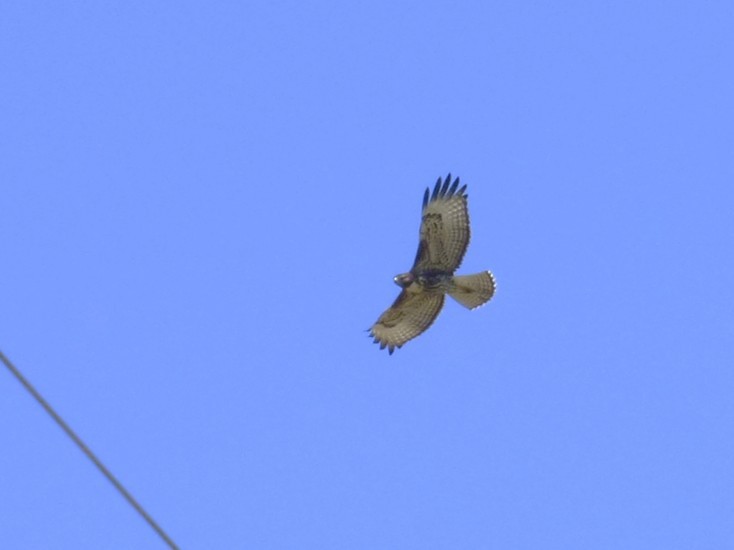 Red-tailed Hawk - ML639311184