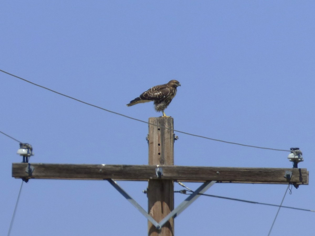 Red-tailed Hawk - ML639311185
