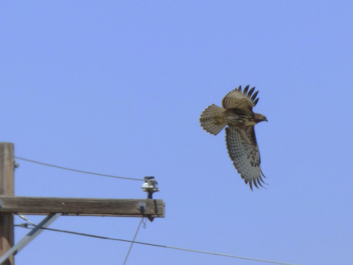Red-tailed Hawk - ML639311186