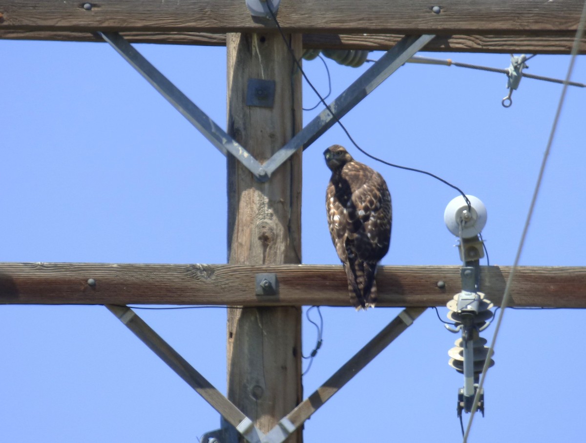 Red-tailed Hawk - ML639311187
