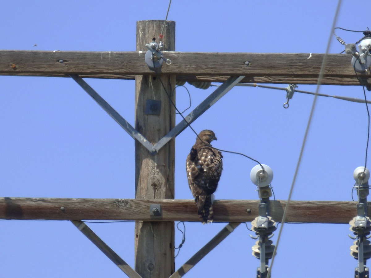Red-tailed Hawk - ML639311188