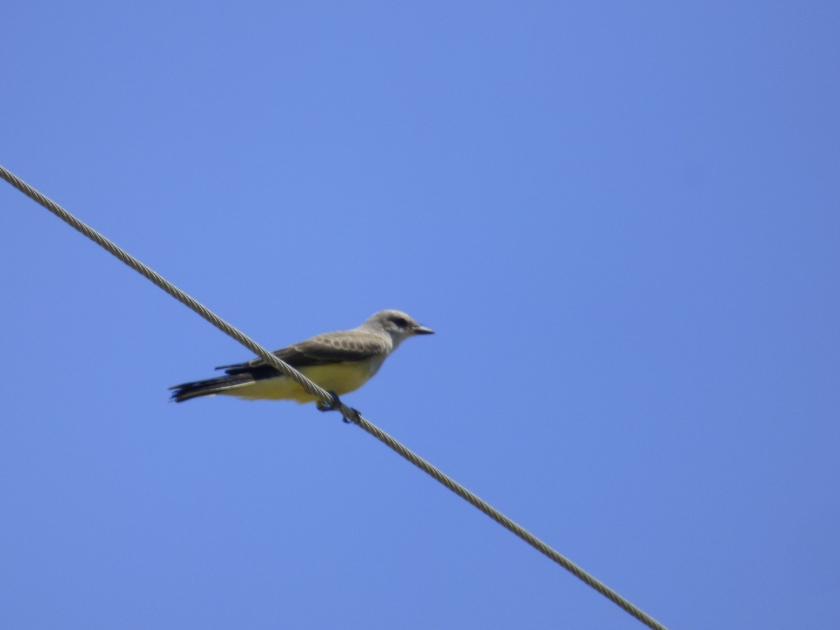 Western Kingbird - ML639311198