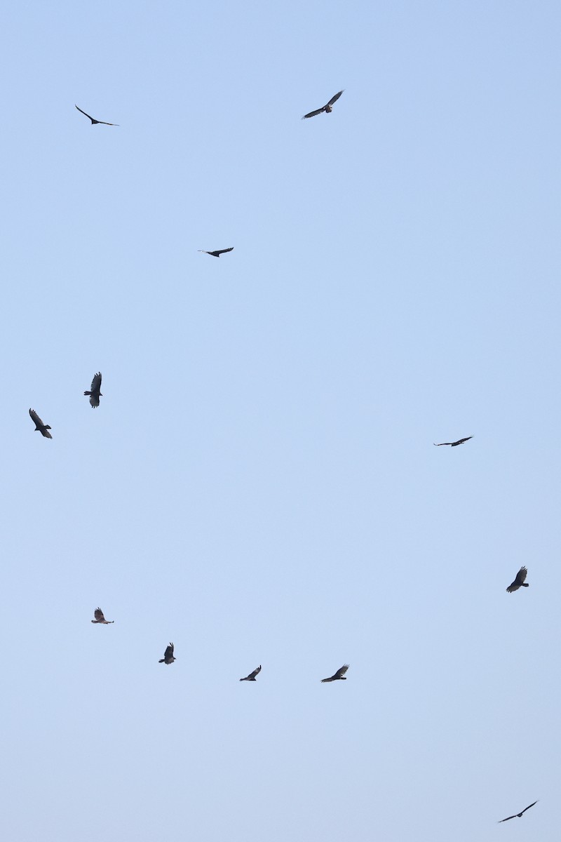Turkey Vulture - ML639311200